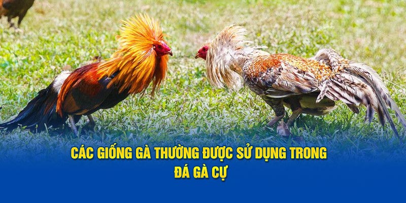 Quy tắc quyết định về thắng thua