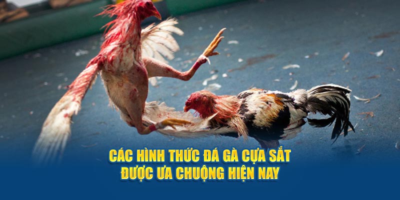 Các hình thức đấu gà cựa sắt được ưa chuộng hiện nay