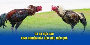 Đá gà cựa dao