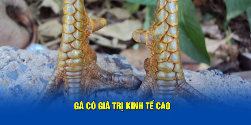 Mang giá trị kinh tế cao