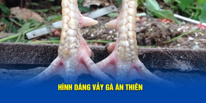 Hình dáng vảy gà án thiên