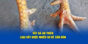 Vảy gà án thiên